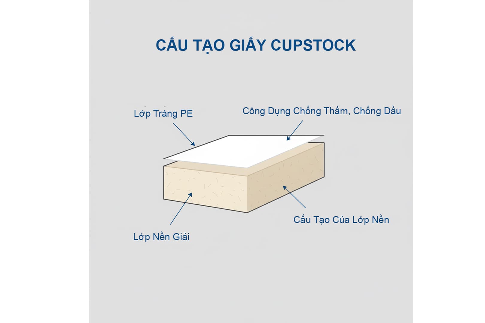 Ảnh: Cấu tạo giấy Cupstock gồm lớp nền và lớp tráng PE chống thấm
